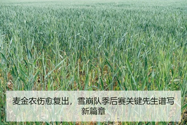 麦金农伤愈复出，雪崩队季后赛关键先生谱写新篇章