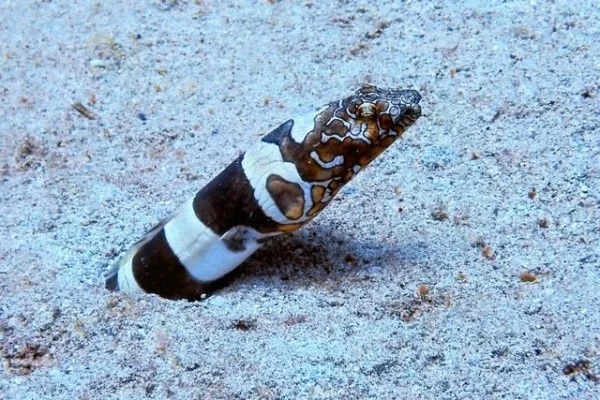 女足欧冠巴萨对阵切尔西邦马蒂与詹姆斯对决中场掌控走势分析